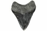 Serrated, Fossil Megalodon Tooth - Polished Blade #196898-1